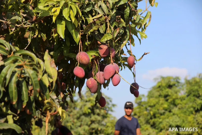 A Palestinian man picks Mango at a field during the harvest season in the center of Gaza strip, on August 11, 2021. With the summer heat, mango fruits begin to mature in the Gaza Strip. There are seven different types of...