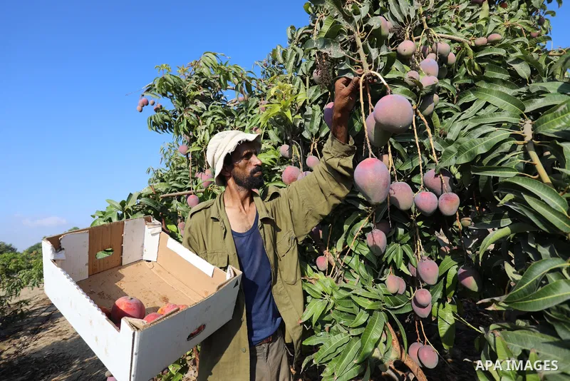 A Palestinian man picks Mango at a field during the harvest season in the center of Gaza strip, on August 11, 2021. With the summer heat, mango fruits begin to mature in the Gaza Strip. There are seven different types of...