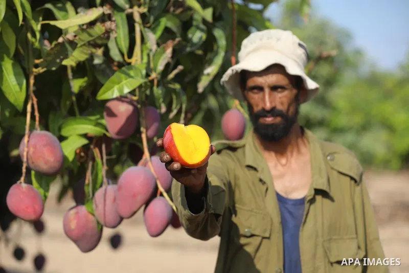 A Palestinian man picks Mango at a field during the harvest season in the center of Gaza strip, on August 11, 2021. With the summer heat, mango fruits begin to mature in the Gaza Strip. There are seven different types of...