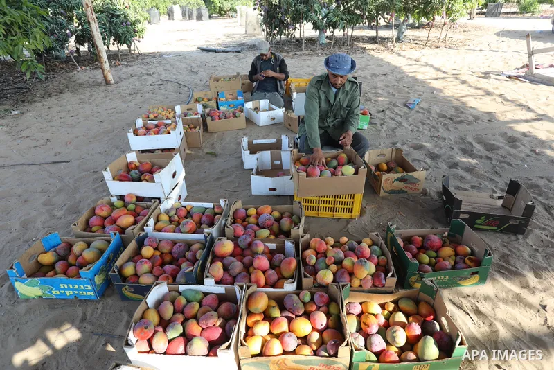 A Palestinian man picks Mango at a field during the harvest season in the center of Gaza strip, on August 11, 2021. With the summer heat, mango fruits begin to mature in the Gaza Strip. There are seven different types of...