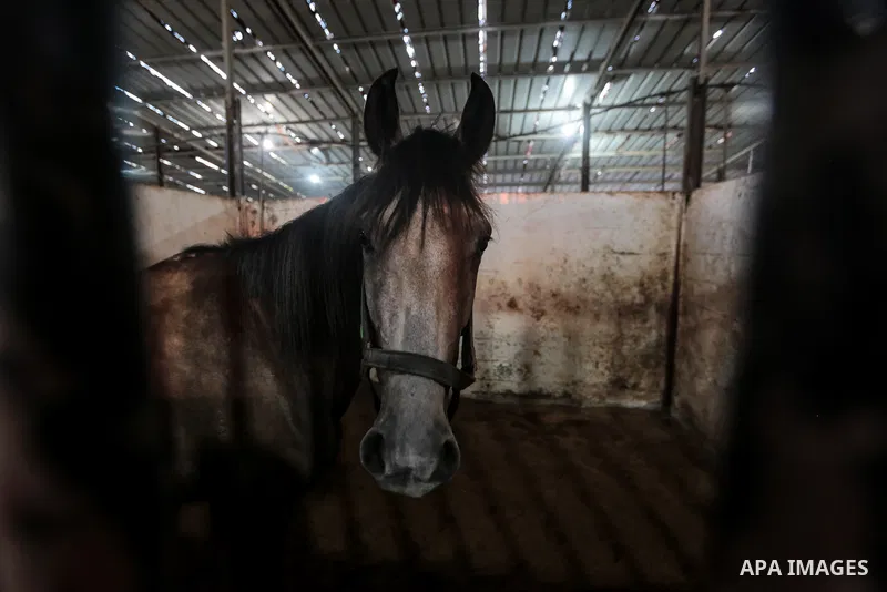 Palestinians ride thier horses in the a local championship equestrian's jumping, in Gaza city on August 13, 2021. Photo by Mohammed Dahman