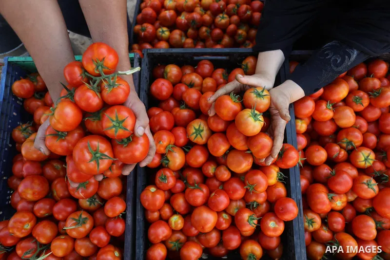 Palestinian farmers sort freshly harvested Tomatoes, in Rafah in the southern of Gaza strip, on August 15, 2021. Where the price of a kilo of Tomatoes became 4 shekels, as a result of the high temperatures during the pas...