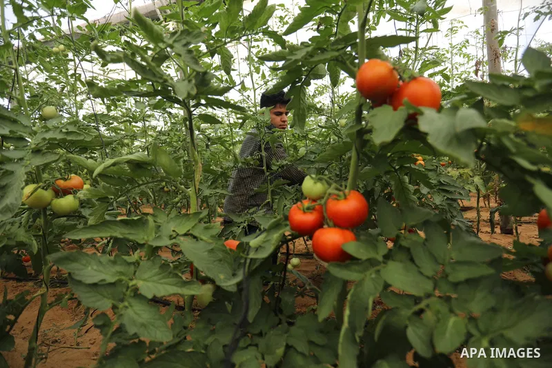 Palestinian farmers sort freshly harvested Tomatoes, in Rafah in the southern of Gaza strip, on August 15, 2021. Where the price of a kilo of Tomatoes became 4 shekels, as a result of the high temperatures during the pas...