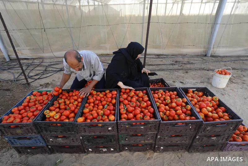 Palestinian farmers sort freshly harvested Tomatoes, in Rafah in the southern of Gaza strip, on August 15, 2021. Where the price of a kilo of Tomatoes became 4 shekels, as a result of the high temperatures during the pas...