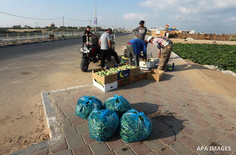 Palestinian farmers pick zucchini at a field, in Gaza city, on August 22, 2021. Some traders assert that prices are related to supply, but some types of vegetables and fruits face small quantities offered in the local ma...