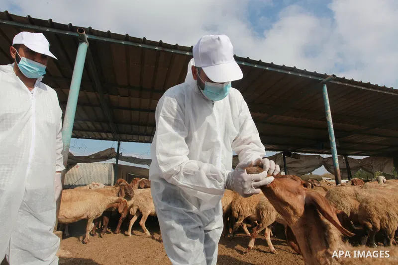 Palestinian agriculture workers inject a dose for sheep against Brucellosis, in Beit Lahia in the northern Gaza Strip, on August 25, 2021. Brucellosis is a bacterial disease caused by various Brucella species, which main...