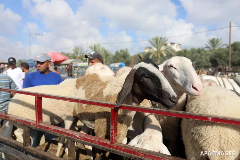Palestinians gather at a livestock market, ahead of Eid al-Adha in Deir al-Balah, in the center of the Gaza Strip on July 06, 2021. Eid al-Adha, or the feast of sacrifice, falls at this month when Muslims will slaughter...