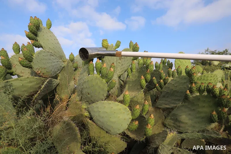 Palestinian men pick prickly pear fruit during the harvest season in Khan Younis in the southern of Gaza strip, on July 12, 2021. Opuntia, commonly called prickly pear, is a genus of flowering plants in the cactus family...