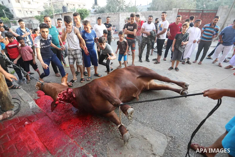 Palestinian Muslims sacrifice livestock as part of the commemoration for the first day of Eid al-Adha or feast of the sacrifice, in Khan Younis, in the southern Gaza Stripon July 20, 2021. Eid al-Adha, or Feast of Sacrif...