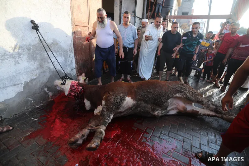 Palestinian Muslims sacrifice livestock as part of the commemoration for the first day of Eid al-Adha or feast of the sacrifice, in Khan Younis, in the southern Gaza Stripon July 20, 2021. Eid al-Adha, or Feast of Sacrif...