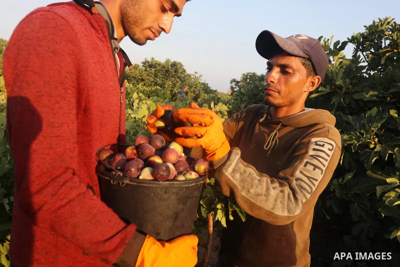 A Palestinian man collects Figs during harvest season in Gaza city, on July 28, 2021. Figs, grapes and watermelons are among the most popular fruits during Gaza's hot summer. Palestinian farmer told that the output of th...