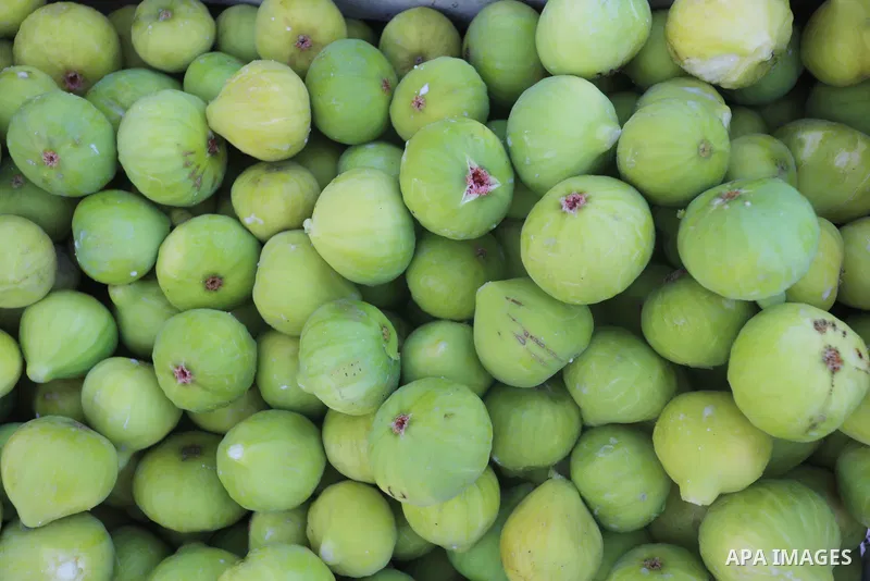 A Palestinian man collects Figs during harvest season in Gaza city, on July 28, 2021. Figs, grapes and watermelons are among the most popular fruits during Gaza's hot summer. Palestinian farmer told that the output of th...