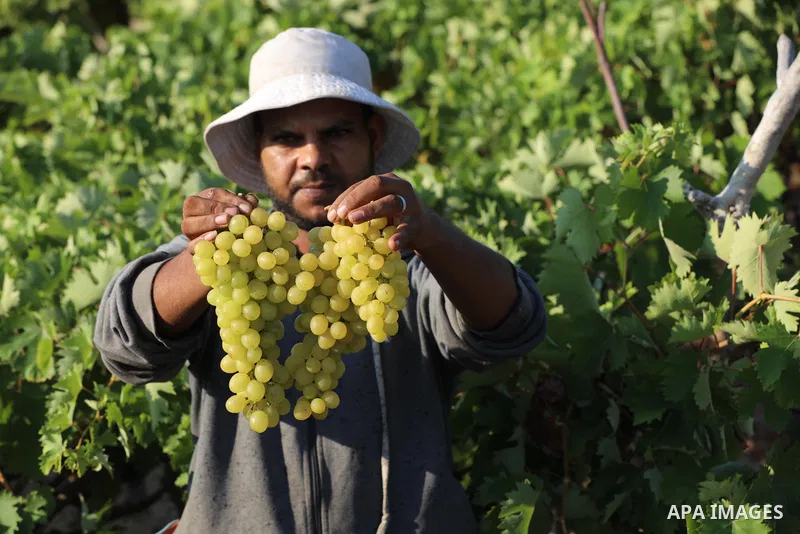A Palestinian man collects Figs during harvest season in Gaza city, on July 28, 2021. Figs, grapes and watermelons are among the most popular fruits during Gaza's hot summer. Palestinian farmer told that the output of th...