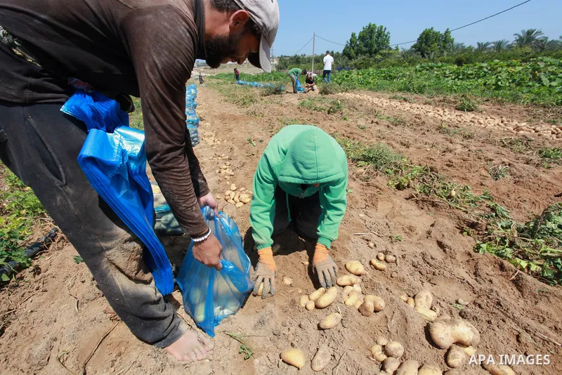 Palestinian farmers harvest potatoes during the harvest season, in Beit Lahia in the northern of Gaza Strip on June 21, 2021. The Palestinian Ministry of Agriculture in Gaza said that the total losses suffered by the sec...