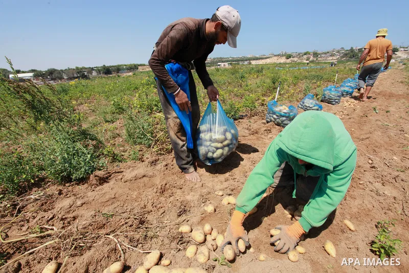 Palestinian farmers harvest potatoes during the harvest season, in Beit Lahia in the northern of Gaza Strip on June 21, 2021. The Palestinian Ministry of Agriculture in Gaza said that the total losses suffered by the sec...