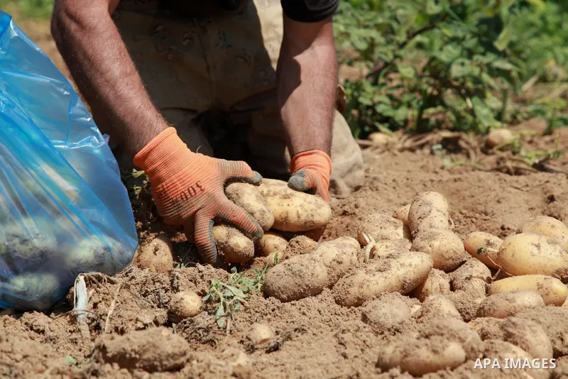 Palestinian farmers harvest potatoes during the harvest season, in Beit Lahia in the northern of Gaza Strip on June 21, 2021. The Palestinian Ministry of Agriculture in Gaza said that the total losses suffered by the sec...