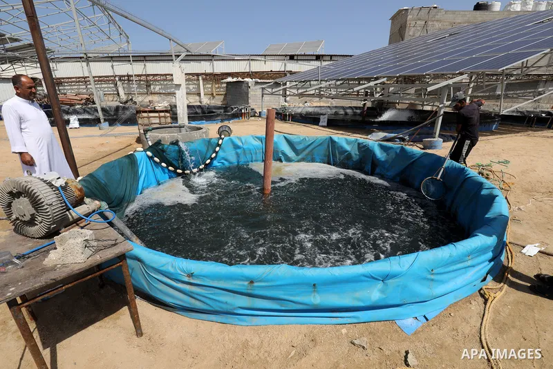 Palestinians work at ponds of fish's farms Khan Younis in the southern of Gaza strip on June 11, 2021. Fish farms in Gaza strip were subjected to material loss, cause of The latest Israeli military escalation. Fish farmi...
