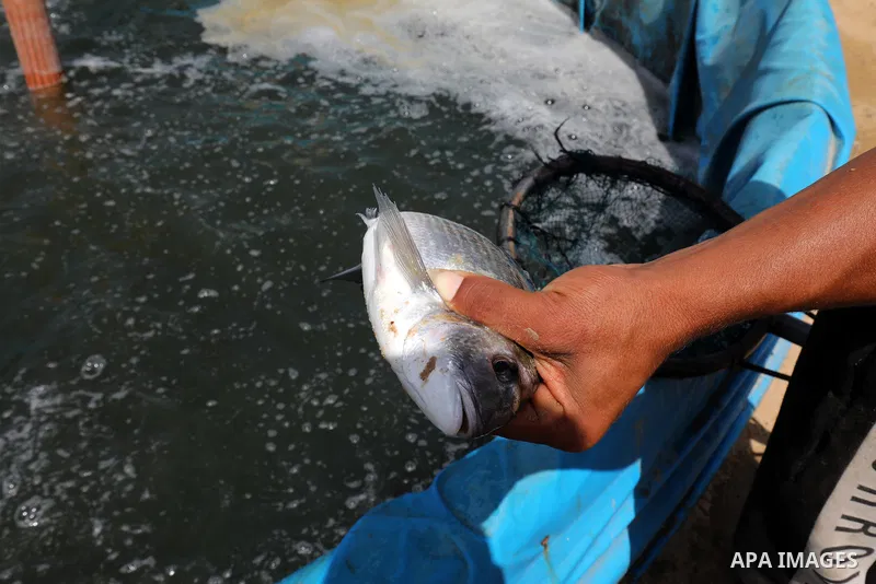 Palestinians work at ponds of fish's farms Khan Younis in the southern of Gaza strip on June 11, 2021. Fish farms in Gaza strip were subjected to material loss, cause of The latest Israeli military escalation. Fish farmi...