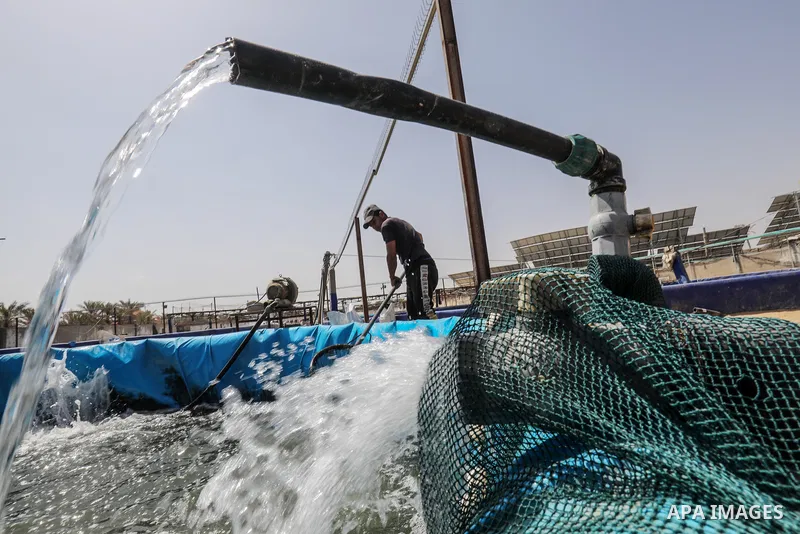 Palestinians work at ponds of fish's farms Khan Younis in the southern of Gaza strip on June 11, 2021. Fish farms in Gaza strip were subjected to material loss, cause of The latest Israeli military escalation. Fish farmi...