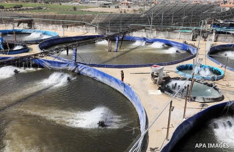 Palestinians work at ponds of fish's farms Khan Younis in the southern of Gaza strip on June 11, 2021. Fish farms in Gaza strip were subjected to material loss, cause of The latest Israeli military escalation. Fish farmi...