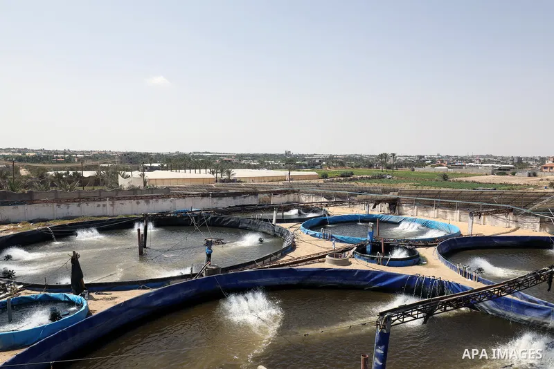 Palestinians work at ponds of fish's farms Khan Younis in the southern of Gaza strip on June 11, 2021. Fish farms in Gaza strip were subjected to material loss, cause of The latest Israeli military escalation. Fish farmi...