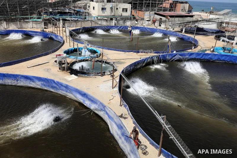 Palestinians work at ponds of fish's farms Khan Younis in the southern of Gaza strip on June 11, 2021. Fish farms in Gaza strip were subjected to material loss, cause of The latest Israeli military escalation. Fish farmi...