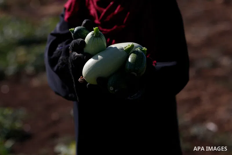 Palestinian women harvest snake cucumber "faqous" in a field in the West Bank village of Deir Ballut, near Salfit town, on June 3. 2021. Salfit is perhaps best known for its ‘green revolution’; the move to cultivate much...