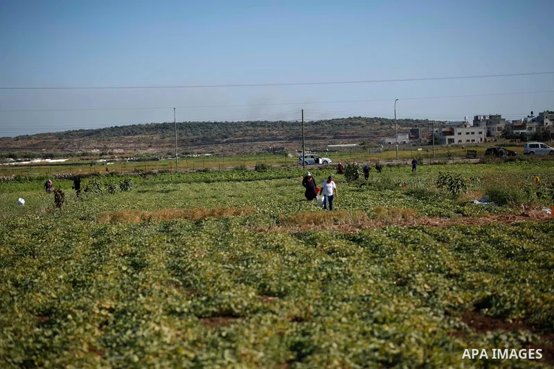 Palestinian women harvest snake cucumber "faqous" in a field in the West Bank village of Deir Ballut, near Salfit town, on June 3. 2021. Salfit is perhaps best known for its ‘green revolution’; the move to cultivate much...