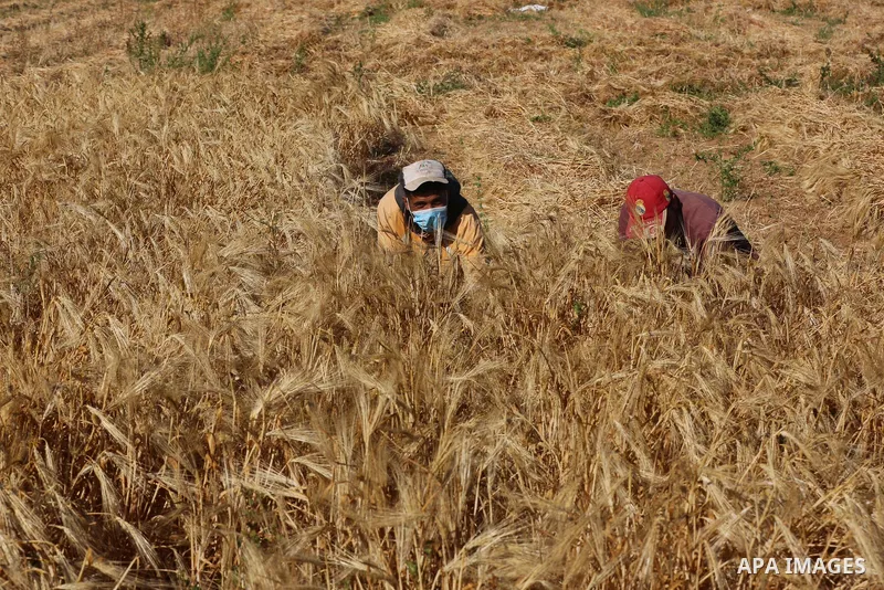 Palestinian farmers harvest wheat at a field in an area adjacent to the border with Israel, in Khan Younis in the southern Gaza Strip on May 02, 2021. Wheat is a grass widely cultivated for its seed, a cereal grain which...