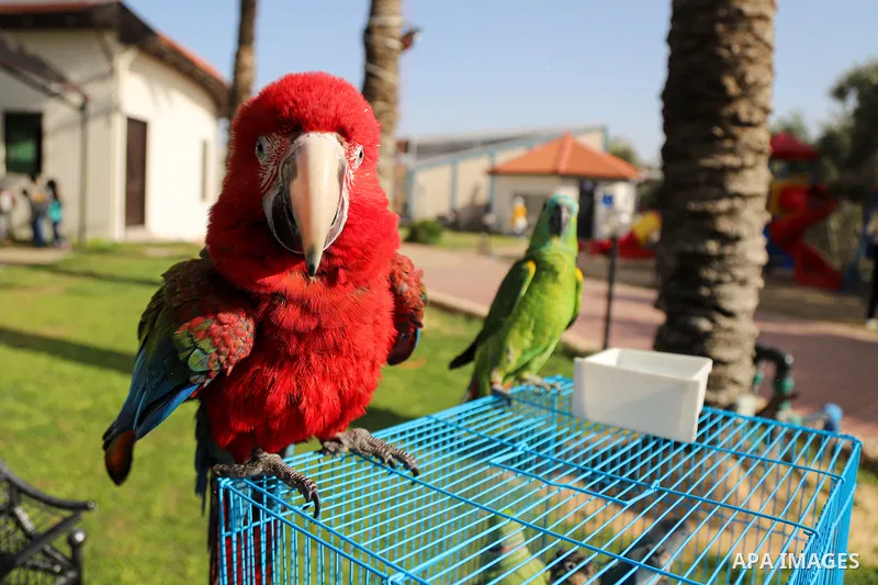 Palestinians attend an exhibition pets, at Champions Club, in Gaza city on April 5, 2021. The exhibition aims to break the children's barrier of fear of domestic pets such as cats, dogs, and others. Photo by mohammed sal...