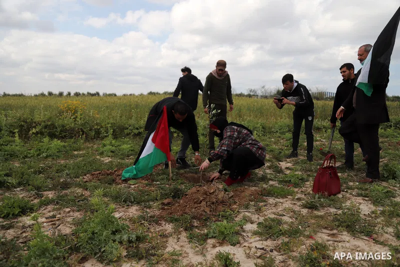 Palestinians plant an olive tree near the border with Israel, east of Gaza City on March 30, 2021. Palestinians every year mark Land Day on March 30 commemorating the six Palestinians shot and killed by Israeli police an...