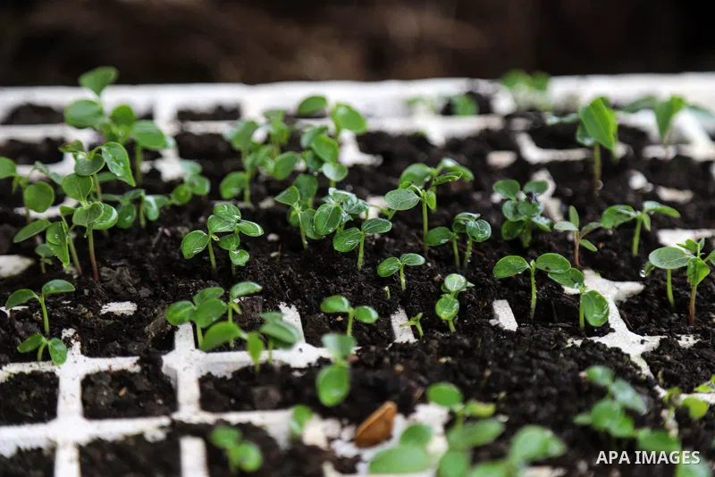 Palestinian farmer Mohsen Ahmed, 37, uses imported worms to produce organic fertilizers for plants, in Beit Lahia in the northern Gaza Strip on March 22, 2021. Organic fertilizers are beneficial for plants and vegetables...