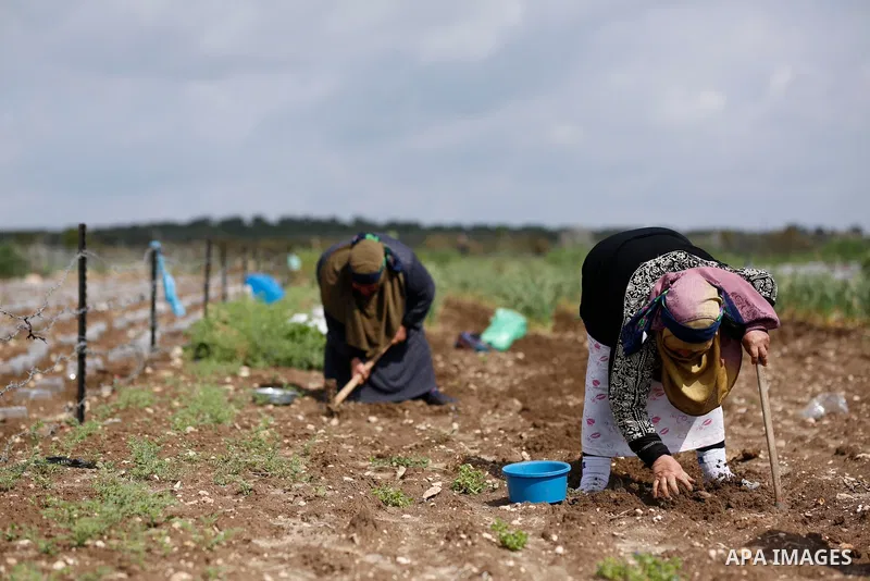 Palestinian farmers plant seed crops on a field in the West Bank village of Deir Ballut, near Salfit town, on the International Women's Day, on March 8, 2021. International Women's Day (IWD) is celebrated on 8 March arou...