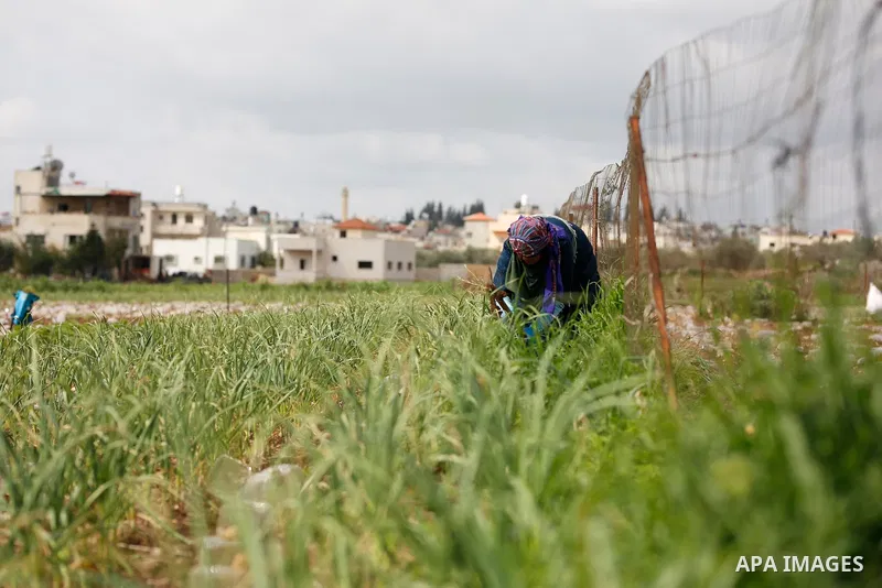 A Palestinian farmer plants seed crops on a field in the West Bank village of Deir Ballut, near Salfit town, on the International Women's Day, on March 8, 2021. International Women's Day (IWD) is celebrated on 8 March ar...