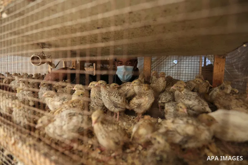 Palestinian man checks on quail chicks inside a brooder at a hatchery where the migratory birds are bred in Khan Younis in the southern Gaza Strip on March 3, 2021. There is an increased demand for quail meat in Gaza due...
