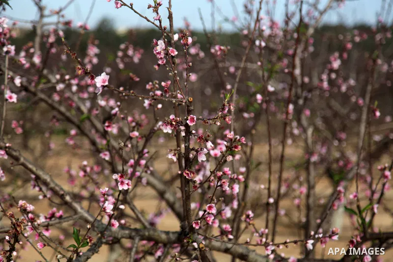 A Picture Peach blossom flowers in Beit Hanoun in the northern Gaza Strip, on February 13, 2021. In botany, blossoms are the flowers of stone fruit trees (genus Prunus) and of some other plants with a similar appearance...