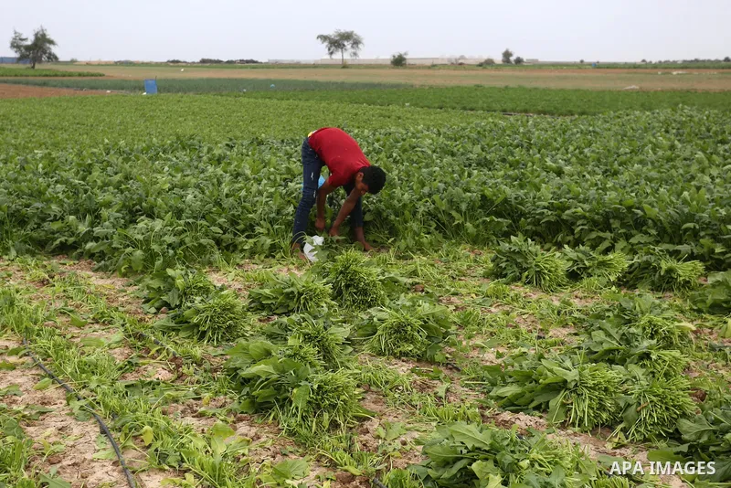 Palestinian farmers work on their lands along a barbed wire, in Khan Yunis in the southern Gaza Strip on January 13, 2021. The Israeli army announced, on Wednesday, that one of its engineering vehicles (bulldozer) came u...