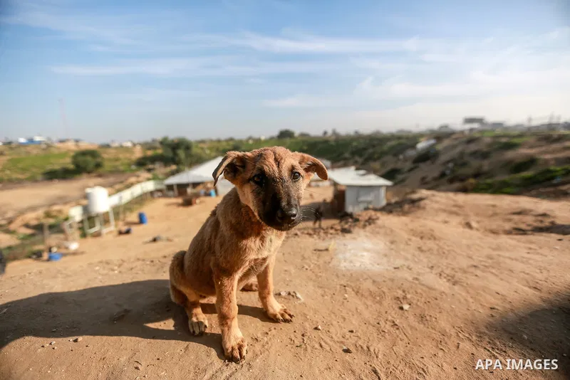 Saed al-Aer plays with the dogs at the Sulala Society for Animal Care shelter in Gaza City on January, 2022. Photo by Mohammed Dahman