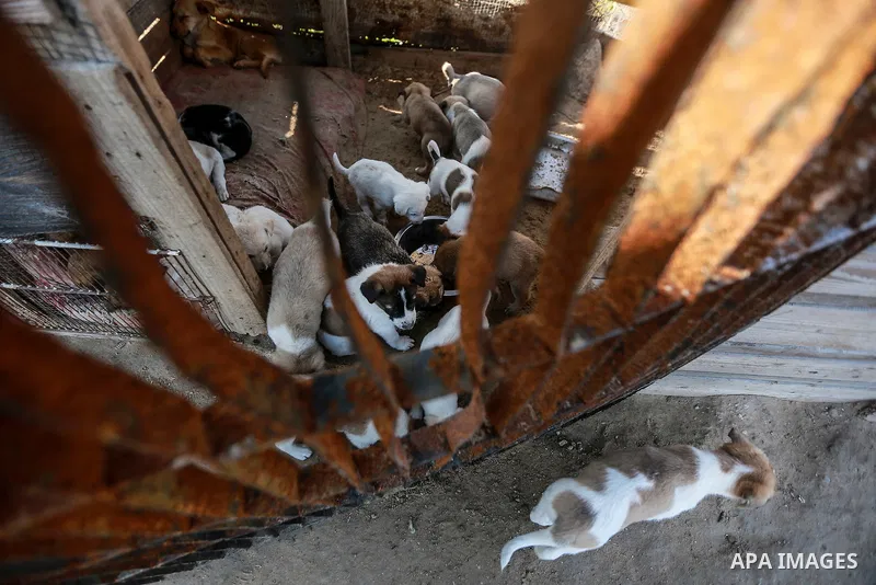Saed al-Aer plays with the dogs at the Sulala Society for Animal Care shelter in Gaza City on January, 2022. Photo by Mohammed Dahman