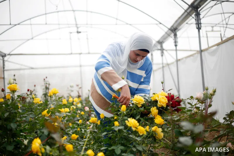 Palestinian woman Farah Brahma, 27, picks roses at her plastic greenhouse in Anza village, southwest of the West Bank city of Jenin, on February 23, 2022. Brahma succeeded in cultivating roses in a plastic greenhouse sin...