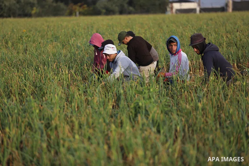 Palestinian farmers pick onions during the harvest season, in Beit Lahia in the northern of Gaza Strip on March 7, 2022. Two million Palestinians live the Gaza Strip, which has been subjected to a punishing and crippling...