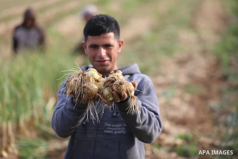 Palestinian farmers pick onions during the harvest season, in Beit Lahia in the northern of Gaza Strip on March 7, 2022. Two million Palestinians live the Gaza Strip, which has been subjected to a punishing and crippling...