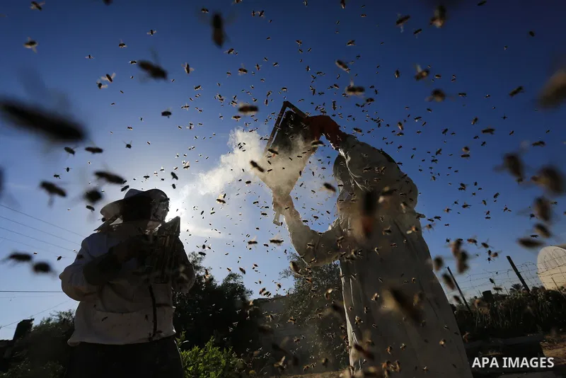 Palestinian workers collect honeybee from beehives during the harvest at an apiary in Khan Younis in the southern Gaza Strip, on May 8, 2022. Photo by Ashraf Amra
