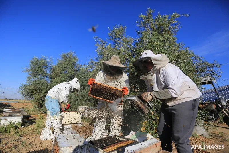 Palestinian workers collect honeybee from beehives during the harvest at an apiary in Khan Younis in the southern Gaza Strip, on May 8, 2022. Photo by Ashraf Amra