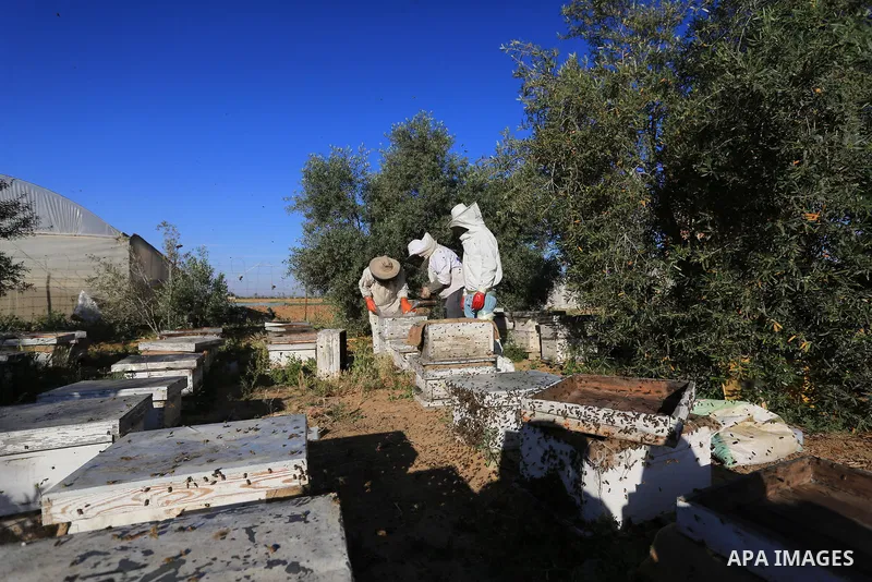 Palestinian workers collect honeybee from beehives during the harvest at an apiary in Khan Younis in the southern Gaza Strip, on May 8, 2022. Photo by Ashraf Amra