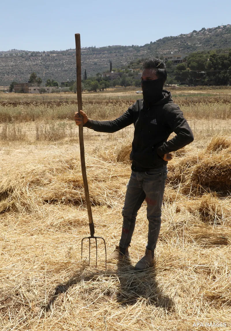 Palestinian farmers use a threshing machine as they harvest wheat crop at a field in al-Lubban al-Sharqiya village, south of Nablus city, in the West Bank on August 3, 2022. Global wheat consumption is headed for its big...
