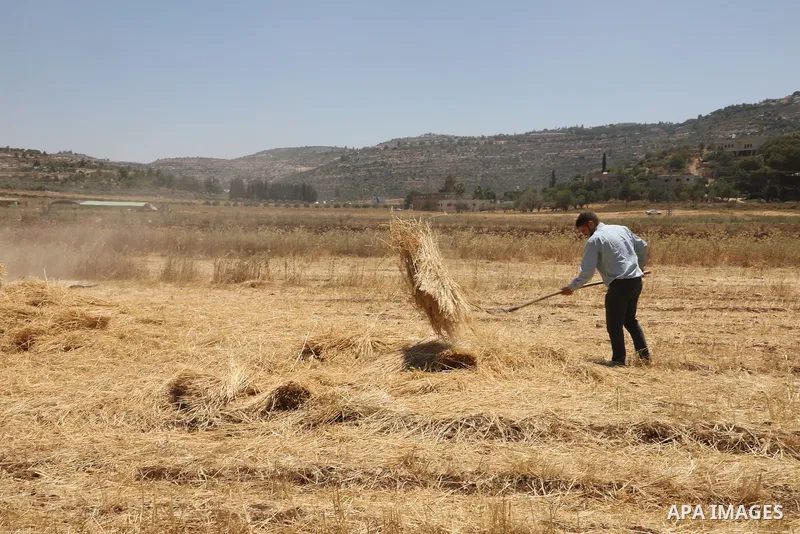 Palestinian farmers use a threshing machine as they harvest wheat crop at a field in al-Lubban al-Sharqiya village, south of Nablus city, in the West Bank on August 3, 2022. Global wheat consumption is headed for its big...