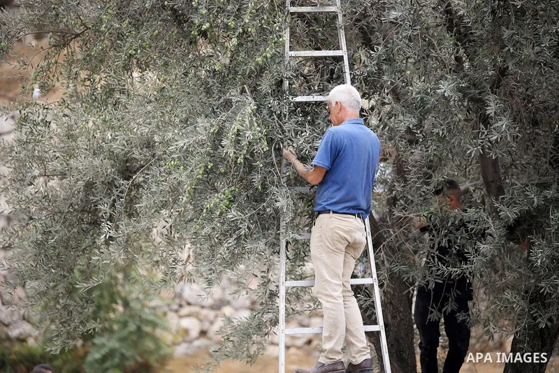 Palestinians pick olives during the harvest season in the Arab neighbourhood of Silwan in Israel-annexed eastern Jerusalem amid Israeli calls for the control of Arab lands and olive picking by settlers, on October 7, 202...