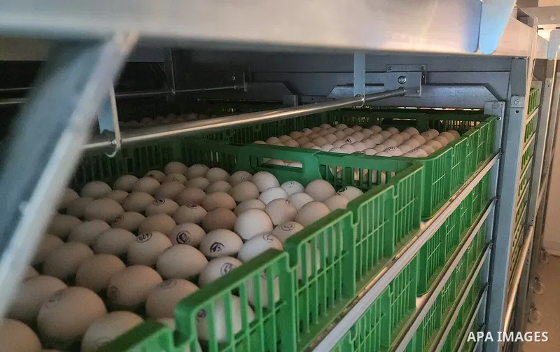 Palestinians participate in the opening of the first automatic chicken eggs incubator, in Gaza city on December 4, 2022. Photo by APA\ apaimages