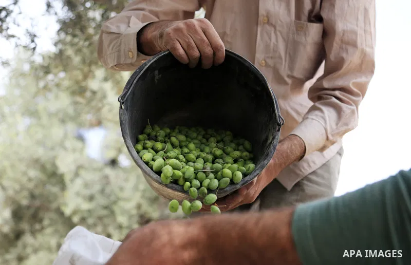 Palestinians pick olives during the harvest season in the Arab neighbourhood of Silwan in Israel-annexed eastern Jerusalem amid Israeli calls for the control of Arab lands and olive picking by settlers, on October 7, 202...